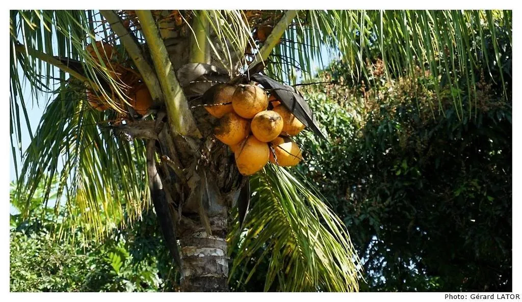 Lejlighed Studio Cannelle Saint Francois Guadeloupe Guadeloupe
