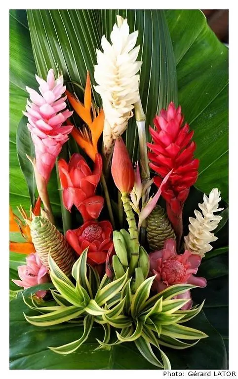 Studio Cannelle Saint Francois Guadeloupe
